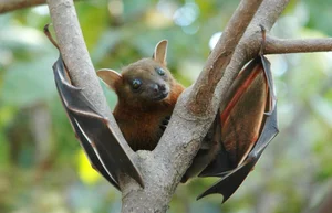 World's Most Impressive Giant Bats: A Deep Dive into the Giants of the Night Sky - image 11