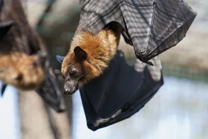 World's Most Impressive Giant Bats: A Deep Dive into the Giants of the Night Sky - image 4