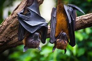 World's Most Impressive Giant Bats: A Deep Dive into the Giants of the Night Sky - image 1