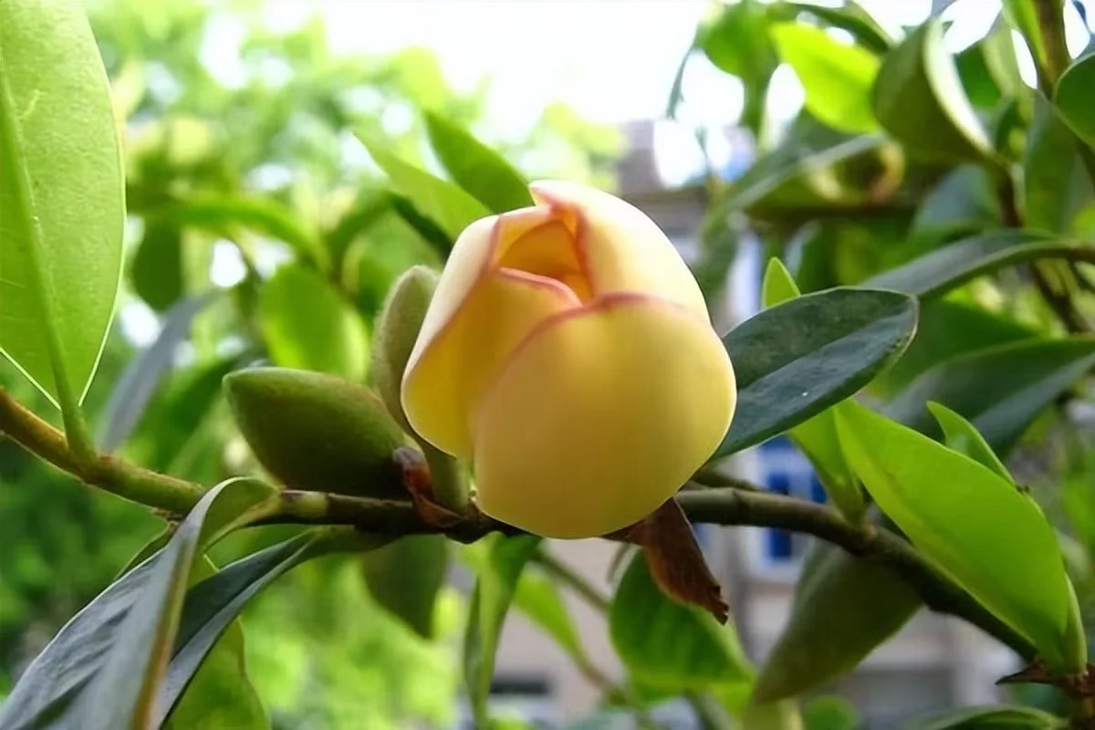 Discover Michelia Figo: The Banana-Scented Plant That Brings Luck and Fragrance Home