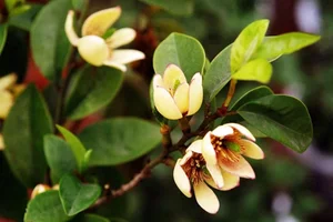 Discover Michelia Figo: The Banana-Scented Plant That Brings Luck and Fragrance Home - image 1