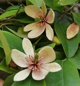 Discover Michelia Figo: The Banana-Scented Plant That Brings Luck and Fragrance Home - image 4