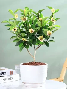 Discover Michelia Figo: The Banana-Scented Plant That Brings Luck and Fragrance Home - image 5