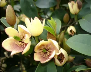 Discover Michelia Figo: The Banana-Scented Plant That Brings Luck and Fragrance Home - image 2