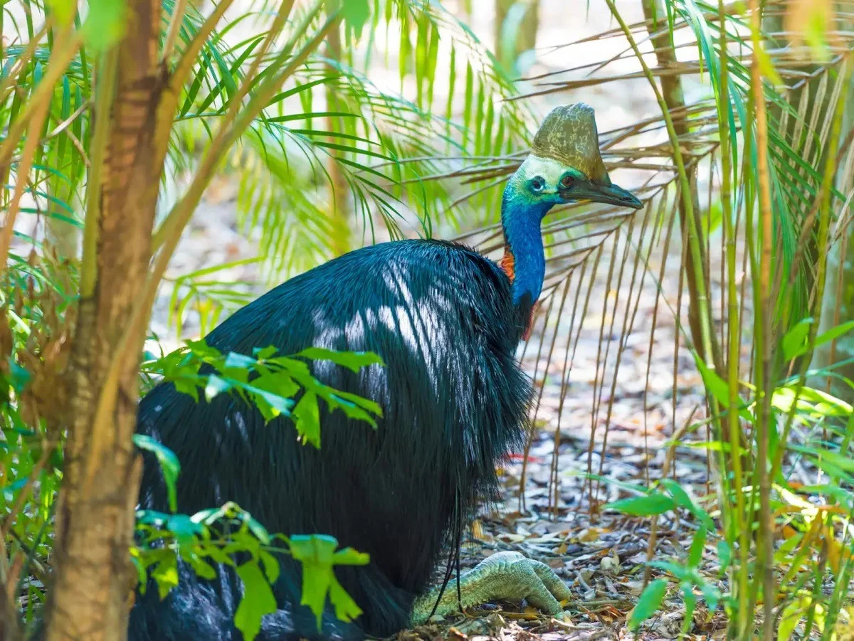 Ancient Secrets of New Guinea: How Humans Raised the World's Most Dangerous Giant Bird 18,000 Years Ago