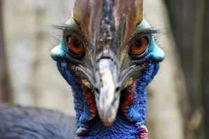 Ancient Secrets of New Guinea: How Humans Raised the World's Most Dangerous Giant Bird 18,000 Years Ago - image 5