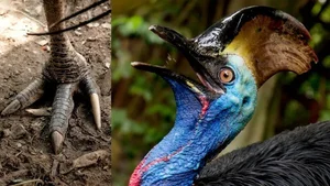 Ancient Secrets of New Guinea: How Humans Raised the World's Most Dangerous Giant Bird 18,000 Years Ago - image 3