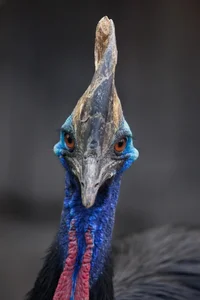 Ancient Secrets of New Guinea: How Humans Raised the World's Most Dangerous Giant Bird 18,000 Years Ago - image 8