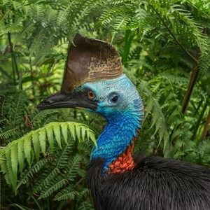 Ancient Secrets of New Guinea: How Humans Raised the World's Most Dangerous Giant Bird 18,000 Years Ago - image 2