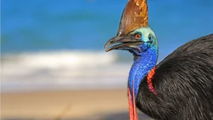 Ancient Secrets of New Guinea: How Humans Raised the World's Most Dangerous Giant Bird 18,000 Years Ago - image 9