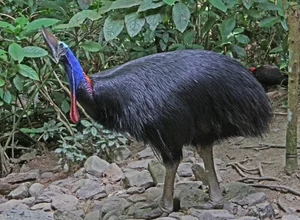 Ancient Secrets of New Guinea: How Humans Raised the World's Most Dangerous Giant Bird 18,000 Years Ago - image 10