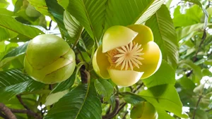 7 Must-Try Vietnamese Fruits Recognized by Global Food Experts - image 2