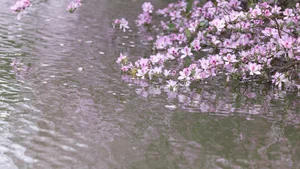 Ethereal Spring Dreams - YiTuYu Art Language Vol.8912 Qiao Qiao - image 17