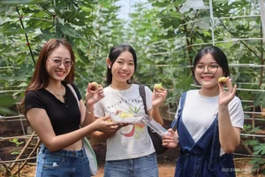 Exploring the 2-Hectare American Fig Garden: A Unique Agri-Tourism Destination in Ho Chi Minh City - image 7