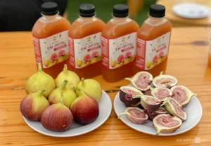 Exploring the 2-Hectare American Fig Garden: A Unique Agri-Tourism Destination in Ho Chi Minh City - image 10
