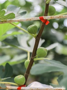 Exploring the 2-Hectare American Fig Garden: A Unique Agri-Tourism Destination in Ho Chi Minh City - image 5