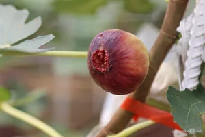Exploring the 2-Hectare American Fig Garden: A Unique Agri-Tourism Destination in Ho Chi Minh City - image 2