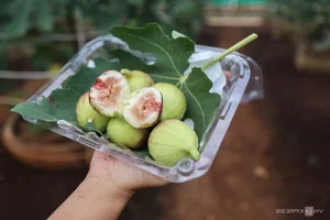 Exploring the 2-Hectare American Fig Garden: A Unique Agri-Tourism Destination in Ho Chi Minh City - image 6