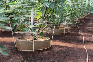 Exploring the 2-Hectare American Fig Garden: A Unique Agri-Tourism Destination in Ho Chi Minh City - image 9