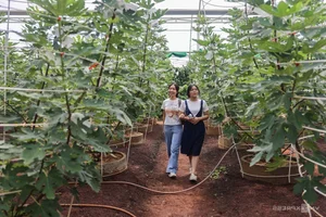 Exploring the 2-Hectare American Fig Garden: A Unique Agri-Tourism Destination in Ho Chi Minh City - image 3