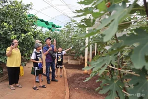 Exploring the 2-Hectare American Fig Garden: A Unique Agri-Tourism Destination in Ho Chi Minh City - image 4