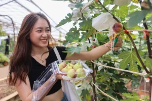 Exploring the 2-Hectare American Fig Garden: A Unique Agri-Tourism Destination in Ho Chi Minh City - image 1