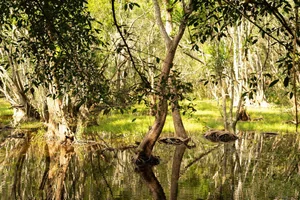 Trekking Cat Ba National Park: Exploring the Hidden Viet Hai Ancient Village - image 6