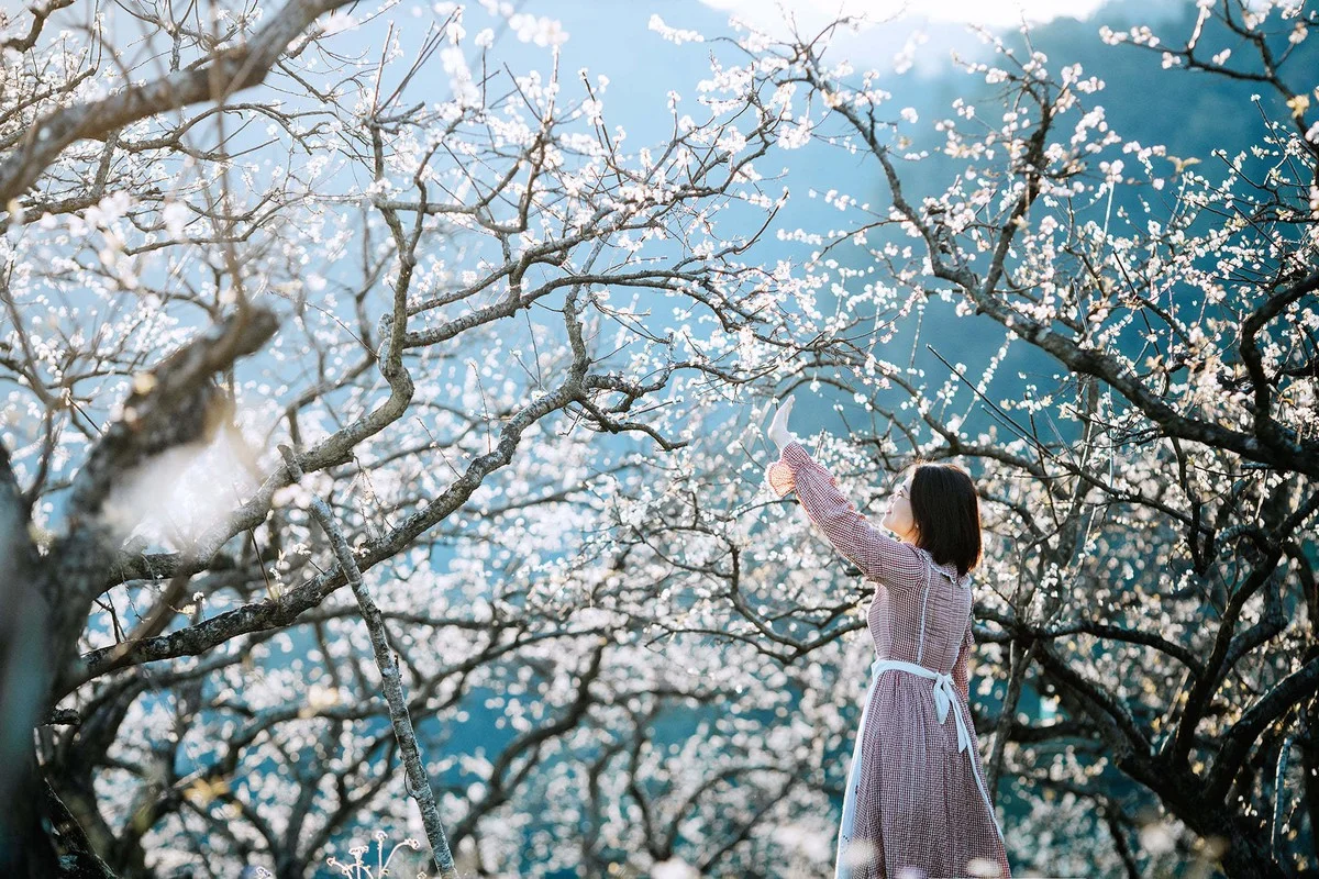 Moc Chau Travel Guide: Stunning Plum Blossom Check-in Spots in Vietnam