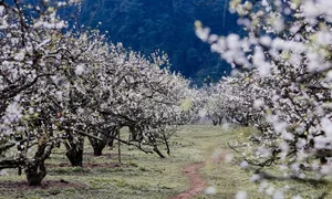 Moc Chau Travel Guide: Stunning Plum Blossom Check-in Spots in Vietnam - image 3