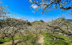 Moc Chau Travel Guide: Stunning Plum Blossom Check-in Spots in Vietnam - image 4