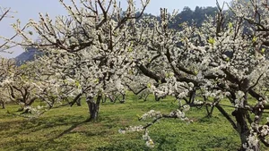 Moc Chau Travel Guide: Stunning Plum Blossom Check-in Spots in Vietnam - image 7