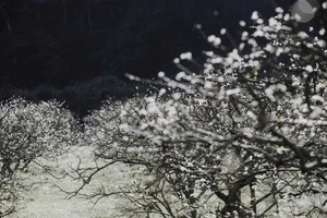 Moc Chau Travel Guide: Stunning Plum Blossom Check-in Spots in Vietnam - image 5