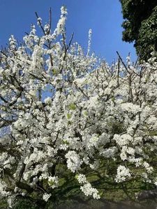 Moc Chau Travel Guide: Stunning Plum Blossom Check-in Spots in Vietnam - image 6