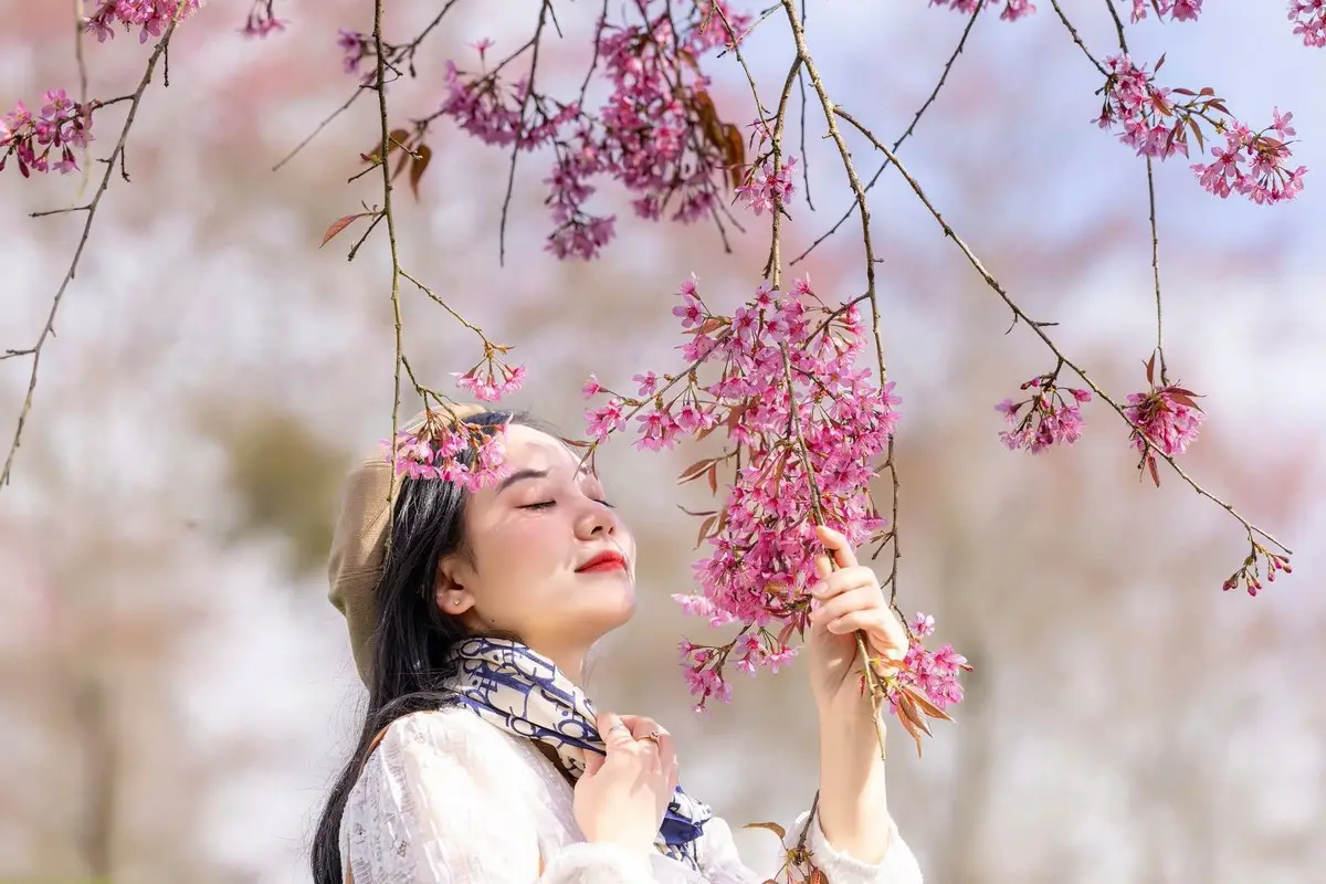 Sa Pa's Stunning Cherry Blossoms: Discover the Most Beautiful Season in the Mountain Town