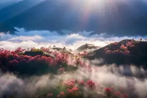 Sa Pa's Stunning Cherry Blossoms: Discover the Most Beautiful Season in the Mountain Town - image 3