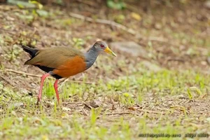 The Secret to Walking on Water: Discover the Remarkable Anatomy and Unique Long-Toed Feet of the Fascinating Rallidae Bird Family - image 5
