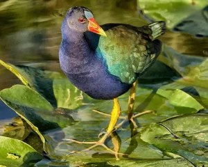 The Secret to Walking on Water: Discover the Remarkable Anatomy and Unique Long-Toed Feet of the Fascinating Rallidae Bird Family - image 3