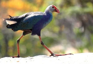 The Secret to Walking on Water: Discover the Remarkable Anatomy and Unique Long-Toed Feet of the Fascinating Rallidae Bird Family - image 1