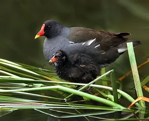 The Secret to Walking on Water: Discover the Remarkable Anatomy and Unique Long-Toed Feet of the Fascinating Rallidae Bird Family - image 6