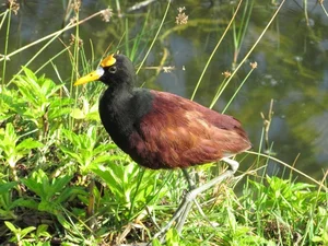 The Secret to Walking on Water: Discover the Remarkable Anatomy and Unique Long-Toed Feet of the Fascinating Rallidae Bird Family - image 4