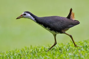 The Secret to Walking on Water: Discover the Remarkable Anatomy and Unique Long-Toed Feet of the Fascinating Rallidae Bird Family - image 0
