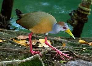 The Secret to Walking on Water: Discover the Remarkable Anatomy and Unique Long-Toed Feet of the Fascinating Rallidae Bird Family - image 2