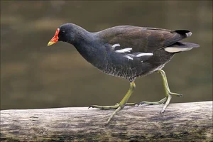The Secret to Walking on Water: Discover the Remarkable Anatomy and Unique Long-Toed Feet of the Fascinating Rallidae Bird Family - image 8
