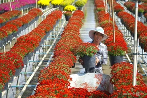 Sa Dec Flower Village: A Vibrant Pre-Tet Tourist Destination - image 7