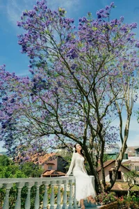 The Ethereal Beauty of Purple Jacaranda Season in Da Lat - image 3