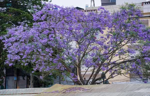 The Ethereal Beauty of Purple Jacaranda Season in Da Lat - image 2