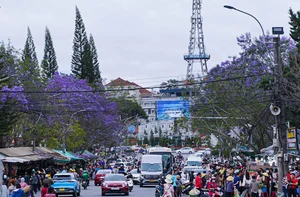 The Ethereal Beauty of Purple Jacaranda Season in Da Lat - image 7
