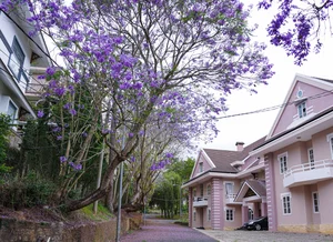 The Ethereal Beauty of Purple Jacaranda Season in Da Lat - image 5