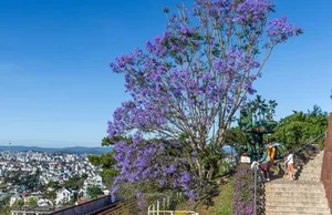 The Ethereal Beauty of Purple Jacaranda Season in Da Lat - image 1