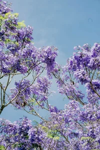 The Ethereal Beauty of Purple Jacaranda Season in Da Lat - image 6
